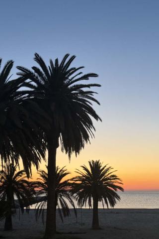 Palme al tramonto su una spiaggia serena, cielo sfumato di arancione e blu.